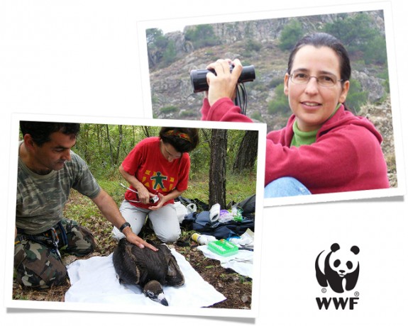 Εκστρατεία της WWF για τον Κραυγαετό