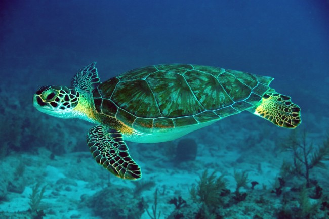 Green-Sea-Turtle-061022-French-Reef-KL-IMG_4313