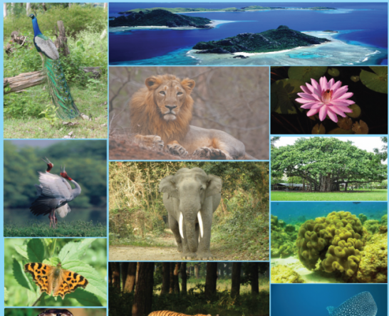 biodiversity