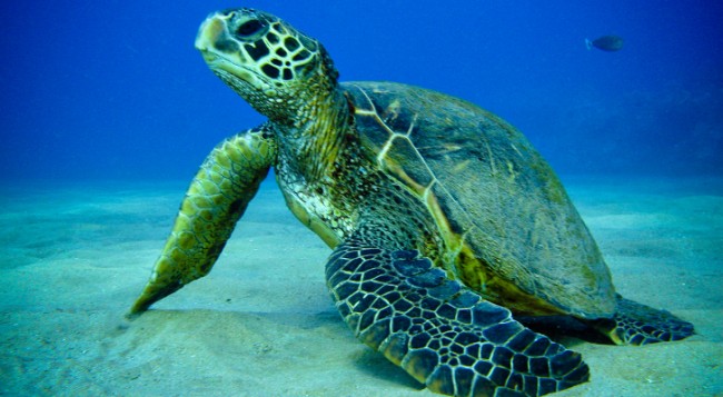 Pirate-Fishermen-Hook-Endangered-Green-Sea-Turtle-Conservationists-Rescue-It