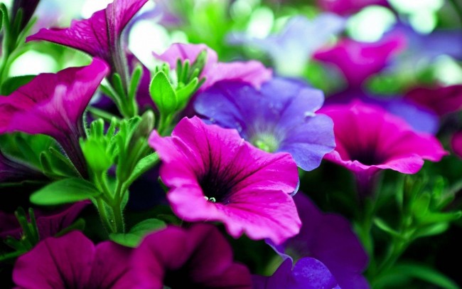 pink-purple-flowers