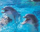 Τα δελφίνια και τα δελφινάρια