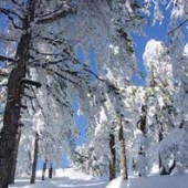 troodos4