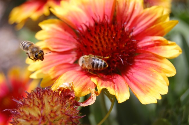 Οι εργάτριες μέλισσες μαζεύουν γύρη και νέκταρ. Σωστό ή λάθος;