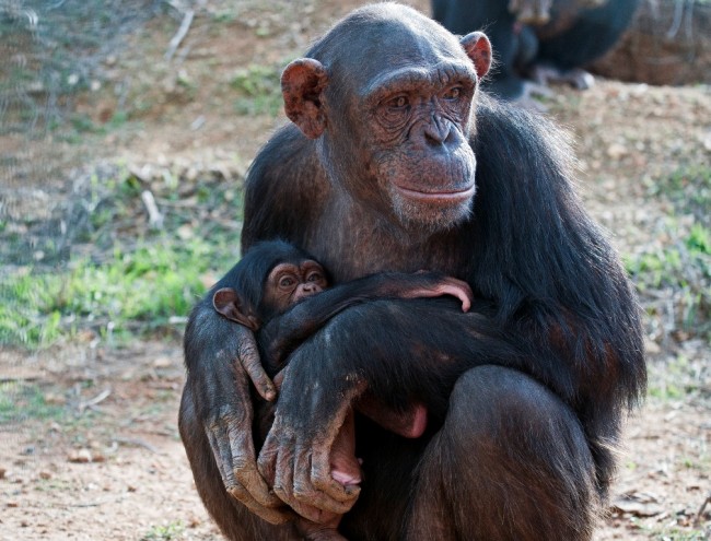 Pan troglodytes (1)