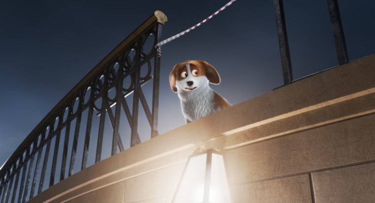corgi1