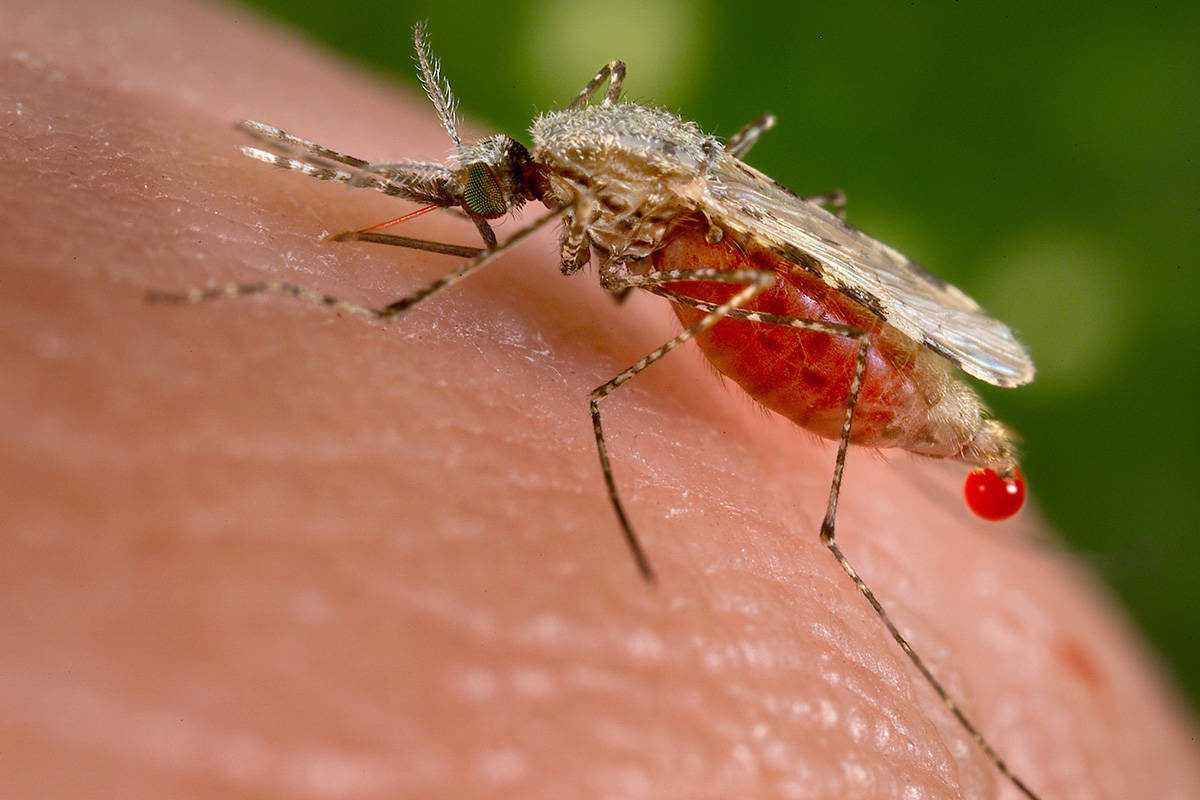 Ιός του Δυτικού Νείλου 2019: 6 νεκροί – Πού κυκλοφορούν τα μολυσμένα κουνούπια