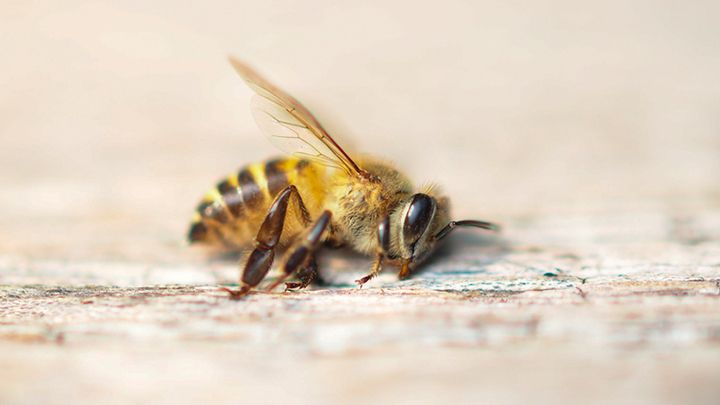 Οι μέλισσες είναι επίσημα το σημαντικότερο είδος του πλανήτη – κι όμως απειλείται
