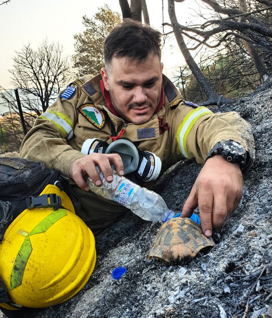 Αχαΐα: H φωτογραφία του πυροσβέστη που δίνει νερό σε χελώνα μετά τη φωτιά είναι ό,τι ωραιότερο είδαμε σήμερα