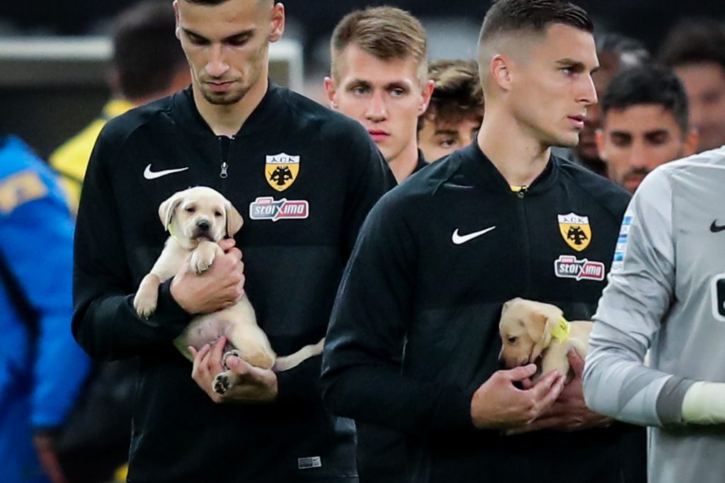 Λιώσαμε! Οι παίκτες της ΑΕΚ μπήκαν αγκαλιά με αδέσποτα σκυλάκια στο γήπεδο για ένα σπουδαίο λόγο