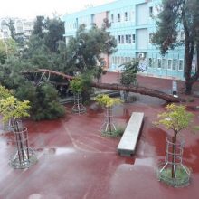 Κακοκαιρία Μπάλλος: Τεράστιο δέντρο έπεσε σε αυλή σχολείου στη Θεσσαλονίκη - Εικόνες κόβουν την ανάσα