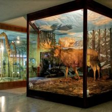 Το Μουσείο Ζωολογίας υποδέχεται μικρούς και μεγάλους με 2 ευρώ είσοδο το σαββατοκύριακο (18-19/12)
