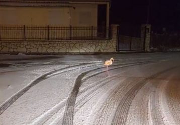 Φλαμίνγκο κάνει... βόλτα μέσα στα χιόνια στον Άγιο Νικόλαο Ευρυτανίας - Δείτε το video