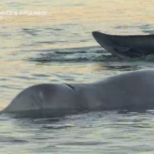 Απίστευτο: Μικρή φάλαινα βρέθηκε στην παραλία του Αλίμου!