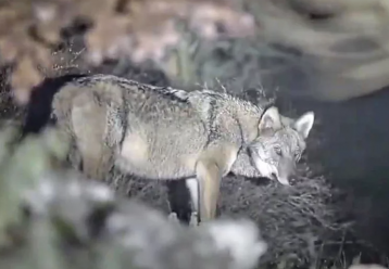 Συναρπαστικό το βίντεο με τους λύκους στην Πάρνηθα - Τι κάνουμε, όμως, αν βρεθεί λύκος μπροστά μας;