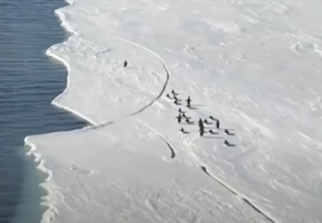Απίστευτο βίντεο: Μωρό πιγκουινάκι τρέχει πανικόβλητο καθώς το παγόβουνο λιώνει