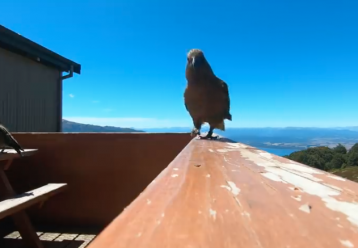 Απίθανο video: «Κατεργάρης» παπαγάλος κλέβει την κάμερα οικογένειας και... καταγράφει την πτήση του!