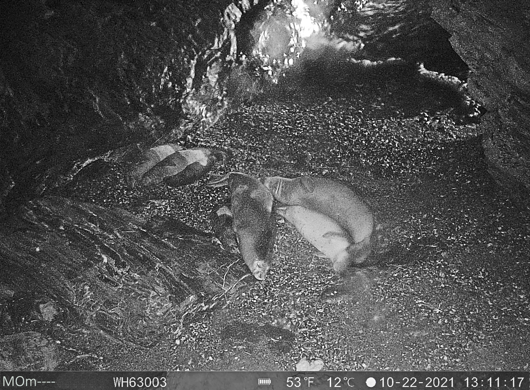 22 νεογέννητα φωκάκια εντοπίστηκαν σε σπήλαια του Εθνικού Θαλάσσιου Πάρκου της Αλοννήσου (φωτος)