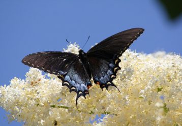 Τι είναι αυτές οι μαύρες πεταλούδες που έχουν γεμίσει τις γειτονιές της Αθήνας;