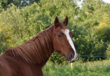 Ώρες αγωνίας για 5χρονο: Τον δάγκωσε άλογο στο λαιμό στο Δασικό Χωριό του Παγγαίου