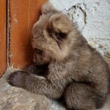 Ένας απροσδόκητος επισκέπτης: Αρκουδάκι περιφερόταν μόνο του σε χωριό της Φλώρινας