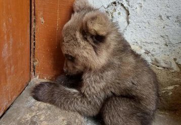 Ένας απροσδόκητος επισκέπτης: Αρκουδάκι περιφερόταν μόνο του σε χωριό της Φλώρινας