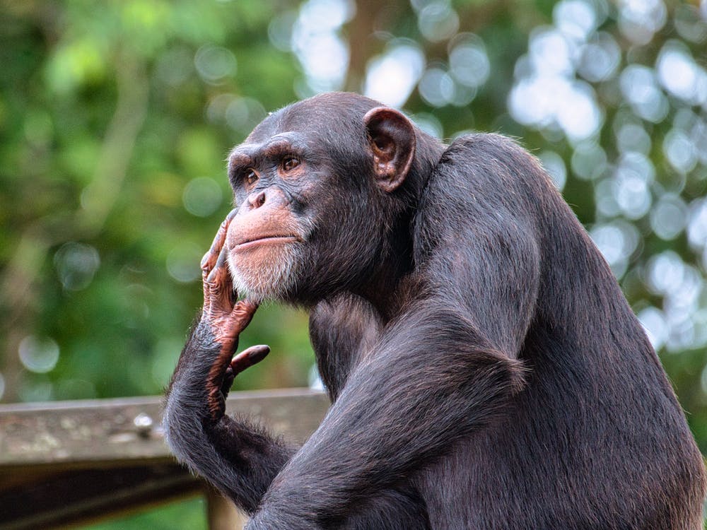 Αττικό Ζωολογικό Πάρκο: Προανάκριση για τον θάνατο του χιμπατζή – Παρέμβαση εισαγγελέα