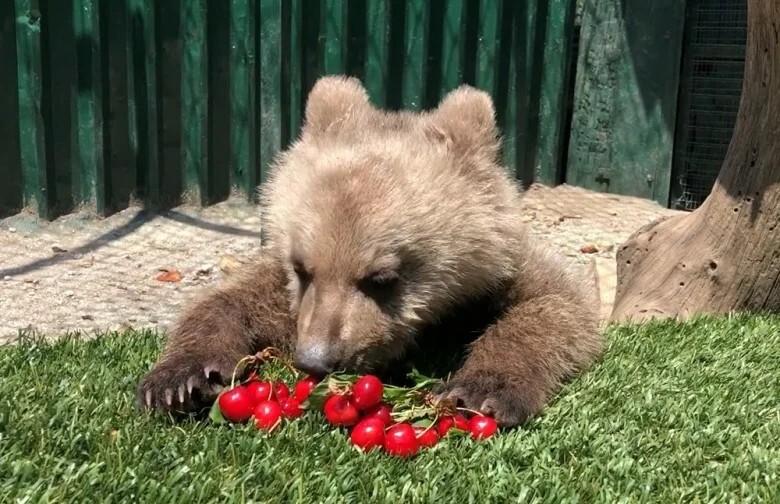 Ο Θωμάς το αρκουδάκι μεγάλωσε και απολαμβάνει να τρώει τα κεράσια του στο καταφύγιο του Αρκτούρου!