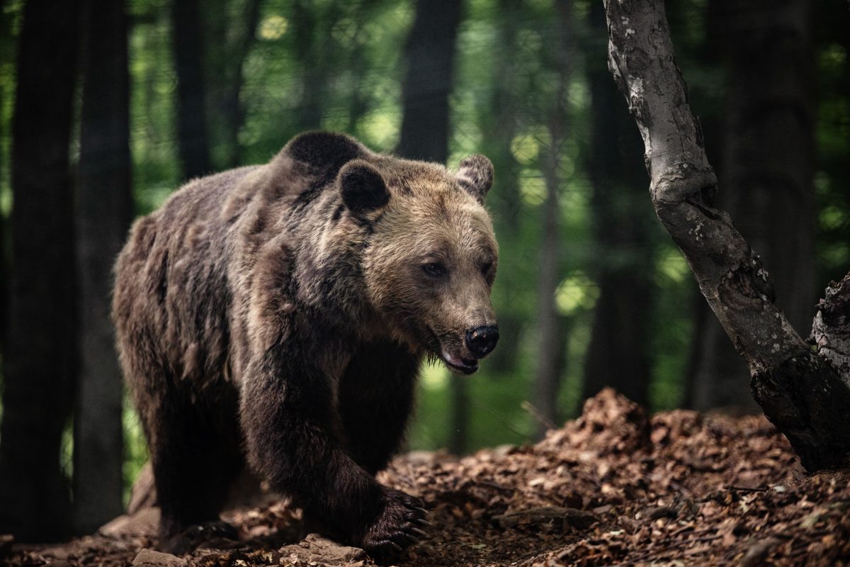 Κτηνωδία στη Φλώρινα: Σκότωσαν 3 αρκούδες, η μία ακόμη θήλαζε τα μικρά της