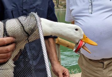 Λίμνη Μπελέτσι: Κουτί αναψυκτικού σφήνωσε στο στόμα πάπιας - Πώς έσωσαν το άτυχο ζώο (εικόνες)