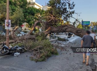 Θρήνος στην Κρήτη: 51χρονος καταπλακώθηκε από δέντρο - Ήταν μπαμπάς 3 παιδιών
