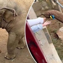 Απίθανο βίντεο: Ελέφαντας επιστρέφει σε παιδί το χαμένο του παπούτσι!