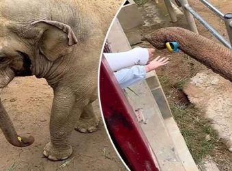 Απίθανο βίντεο: Ελέφαντας επιστρέφει σε παιδί το χαμένο του παπούτσι!
