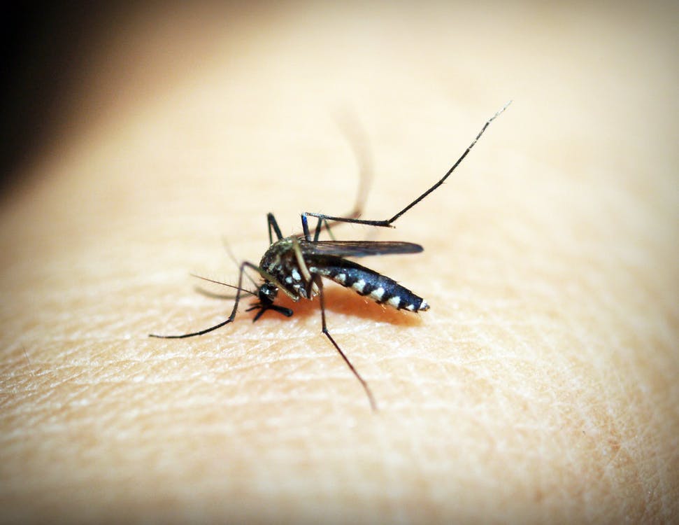 Αλλεργία στα κουνούπια: Όσα πρέπει να ξέρετε για το σύνδρομο Skeeter που “προτιμά” τα παιδιά