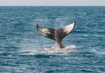 Εντυπωσιακή εικόνα: Φάλαινα φυσητήρας εμφανίστηκε στο Αιγαίο