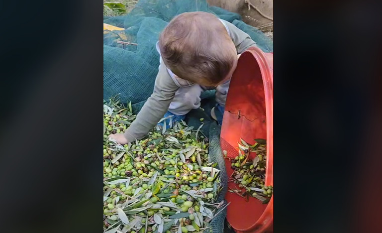 Γνωρίστε τον 2χρονο Κρητικό αγρότη που μαζεύει ελιές και έχει γίνει viral! (video)