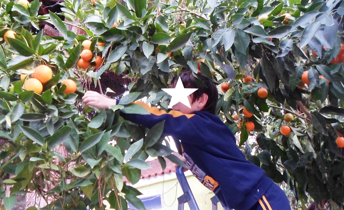 Οι μαθητές αυτού του Δημοτικού έφτιαξαν γλυκό μαζεύοντας τα πορτοκάλια της σχολικής αυλής